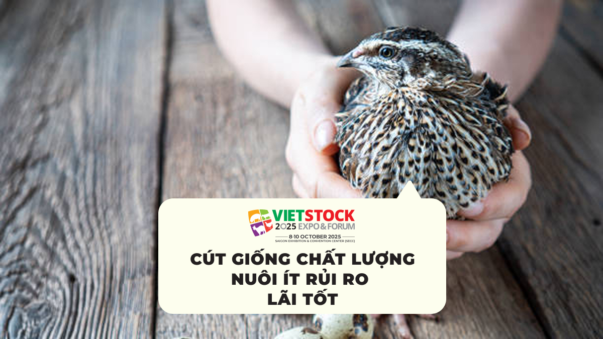 Cút Giống Chất Lượng Nuôi Ít Rủi Ro Lãi Tốt